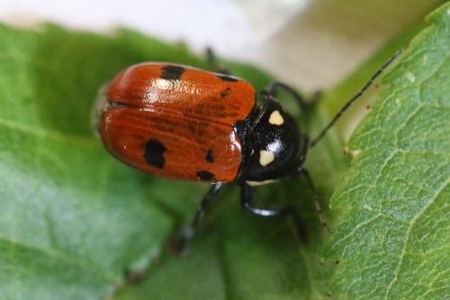 Cryptocephalus informis